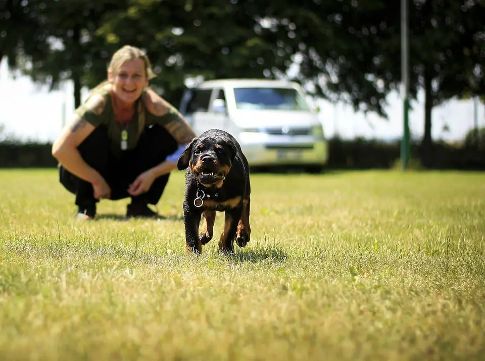 training a Rottweiler