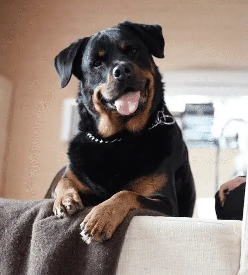 aren’t Rottweilers just the best breed ever