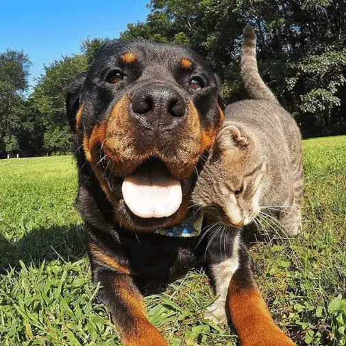 aren’t Rottweilers just the best breed ever