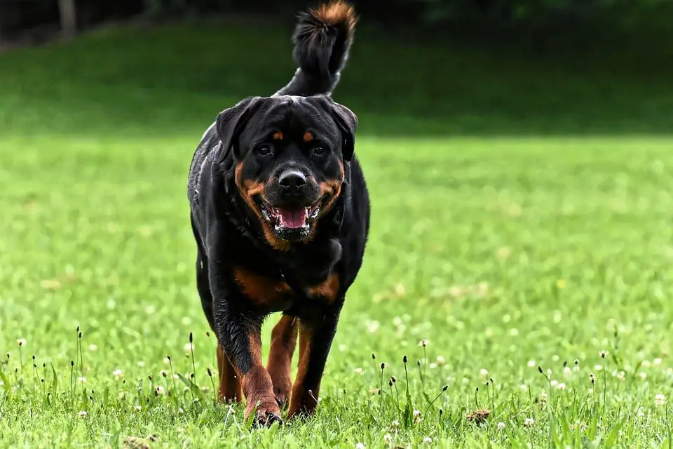 Long-tailed Rottweiler 