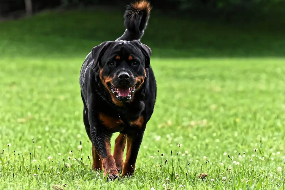 docking a Rottweiler’s tail