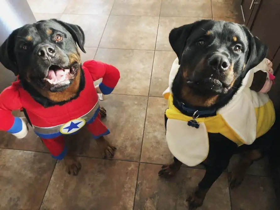 Rottweiler Halloween