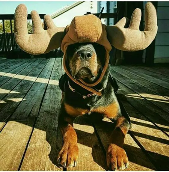 rottweiler outfits