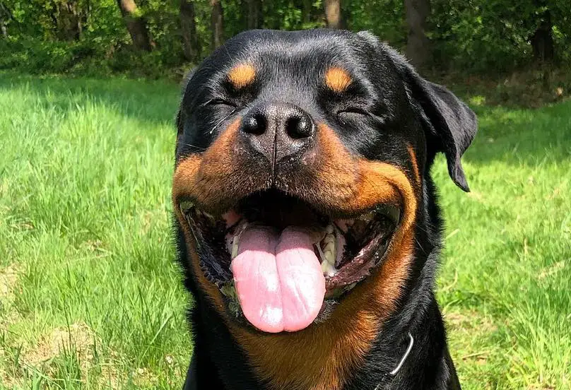 Teaching Commands To Your Rottweiler: Be Consistent And Regular 1 teaching commands