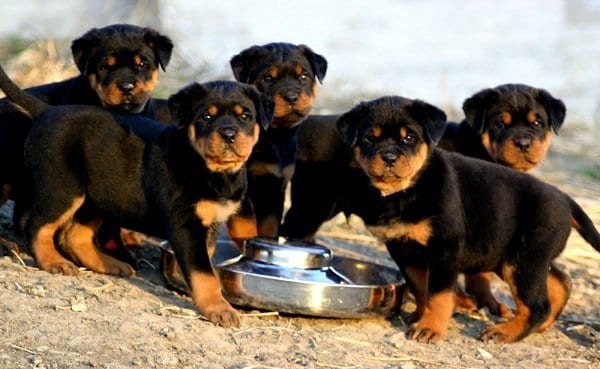 picking a Rottweiler pup