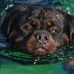 Rottweiler to swim