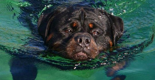 Rottweiler to swim