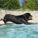 rottweiler-swimming