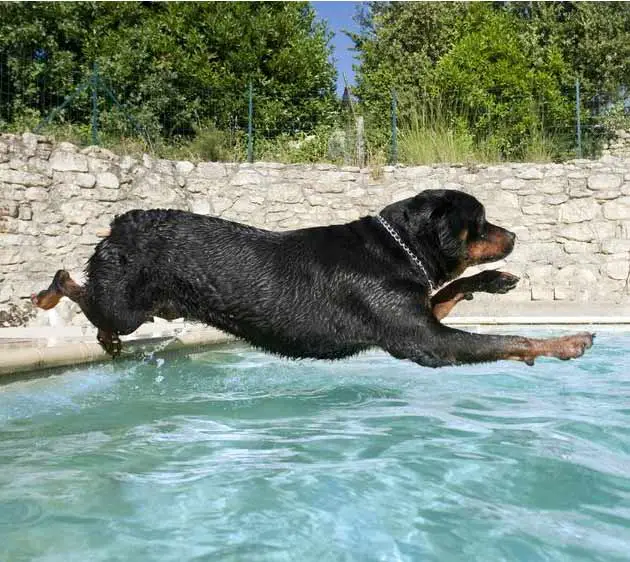 Rottweiler to swim