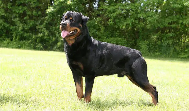 wrong impressions about Rottweilers