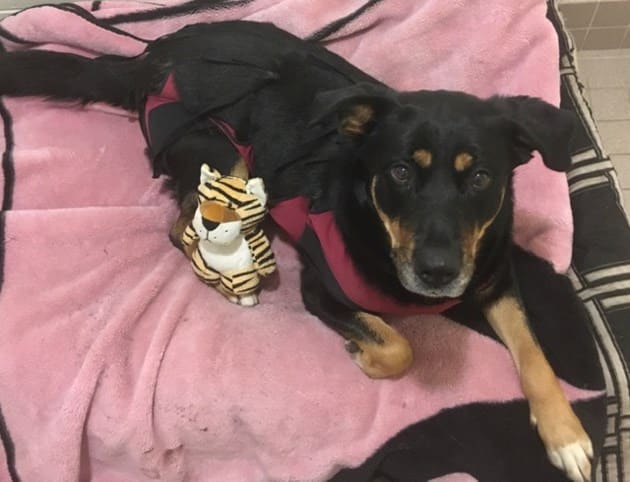 Looking For A Perfect Pet? Adopt Sasha, An Adorable And Obedient Rottweiler 1 adopt Sasha