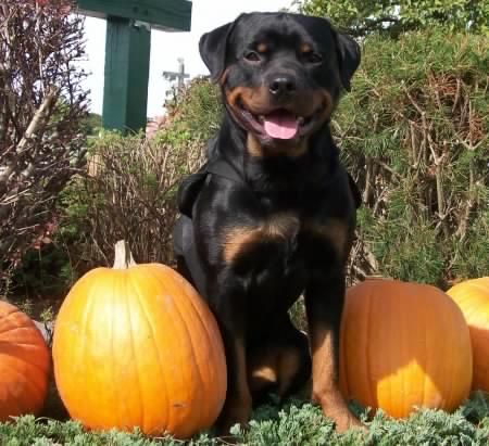 Which Are The 5 Best Vegetables For Your Rottweiler? 1 vegetables for your Rottweiler