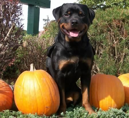 vegetables for your Rottweiler