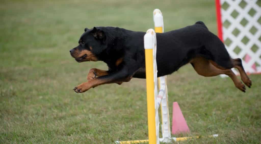 Rottweiler Agility Training: Benefits and Readiness Checks 1 Agility training for your Rottie