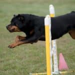 agility training for your Rottie
