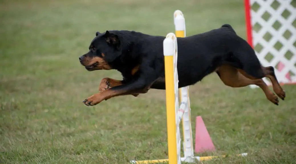 Agility training for your Rottie