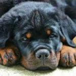 Rottweilers are the best dogs