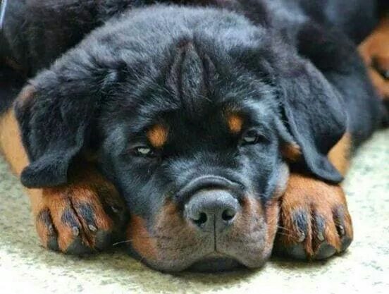 Rottweilers are the best dogs