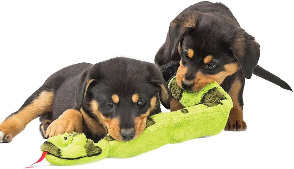 Toys for Rottweilers