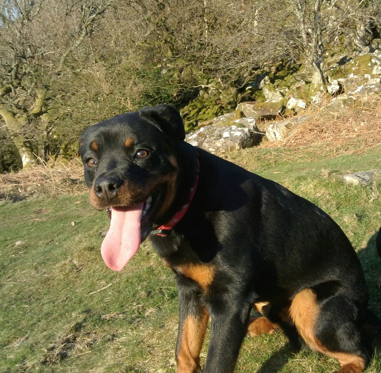 Rottweiler training