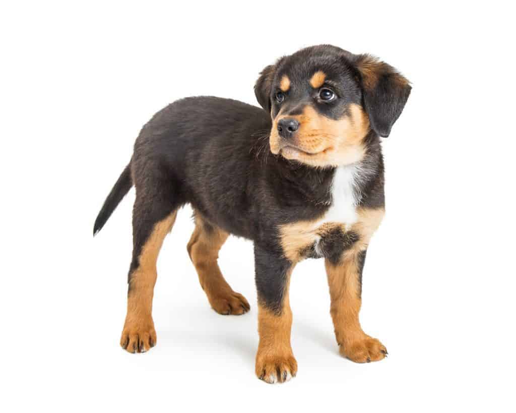 mini Rottie