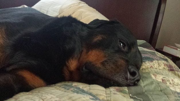 abandoned Rottweiler