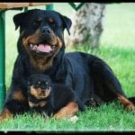 Big Rottweiler