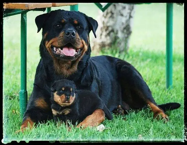 Big Rottweiler