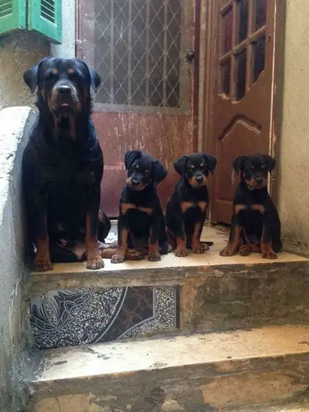 Growth Of Your 6 Month-Old Rottweiler