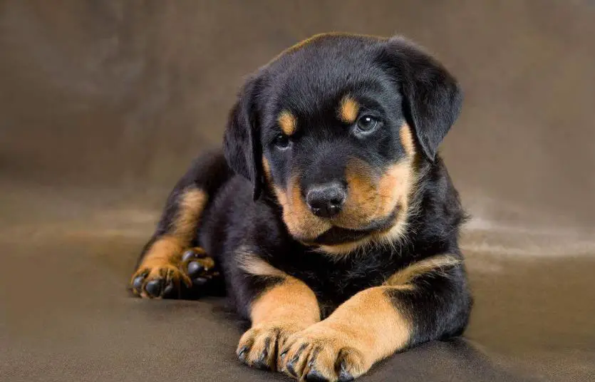 female Rottweiler names