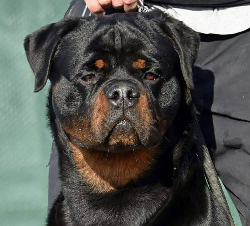 name of your Rottweiler