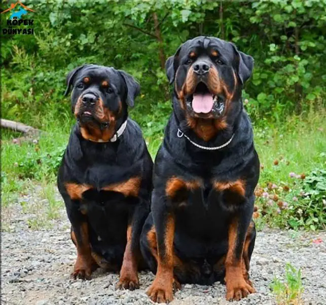 male and female rottweiler