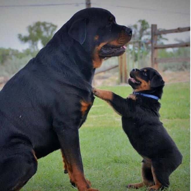 rottie food