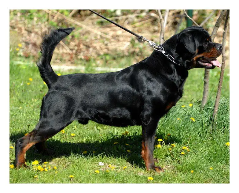 Rottweiler Size Chart