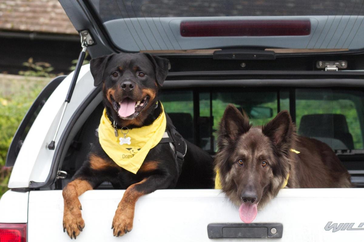 Rottweiler Rescue Dog Part Of An Arduous Trekking Challenge For Dogs Trust Salisbury 6 Rottweiler Rescue Dog Part Of An Arduous Trekking Challenge For Dogs Trust Salisbury