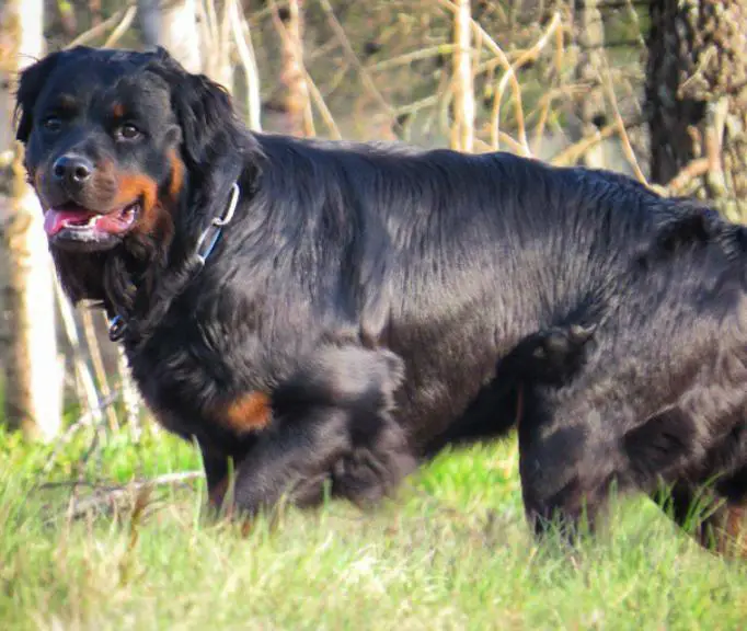 The Curious Case Of A Long-Haired Rottweiler - Rottweiler Life