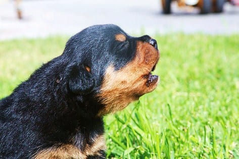 Rottweiler whining