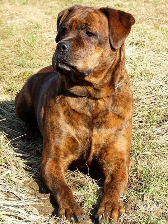 rare rottweiler