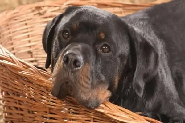 Rottweiler’s anxiety levels down