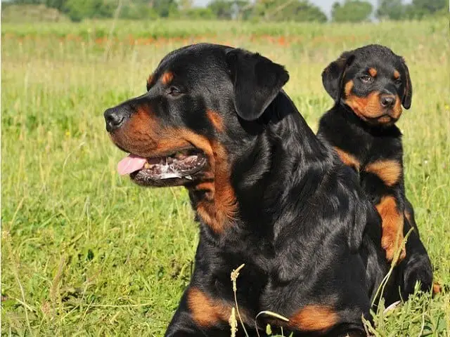 rottie family