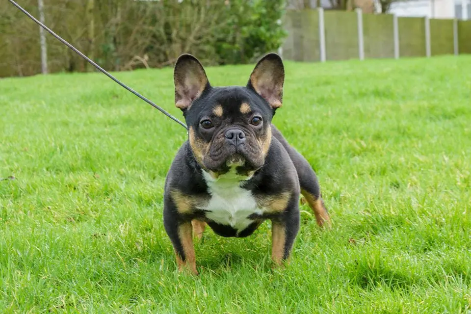 Rottweiler mixed breed