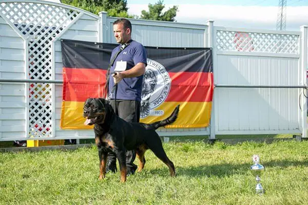 American Rottweiler vs German Rottweiler Pictures