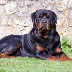 female Rottweiler