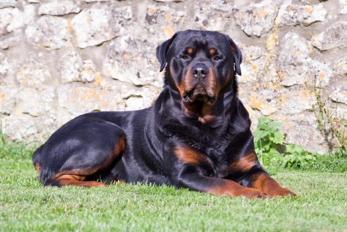 female Rottweiler female Rottweiler