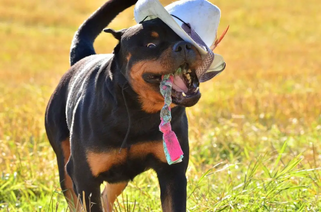 Rottweiler temperament