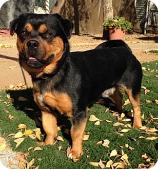 miniature rottie