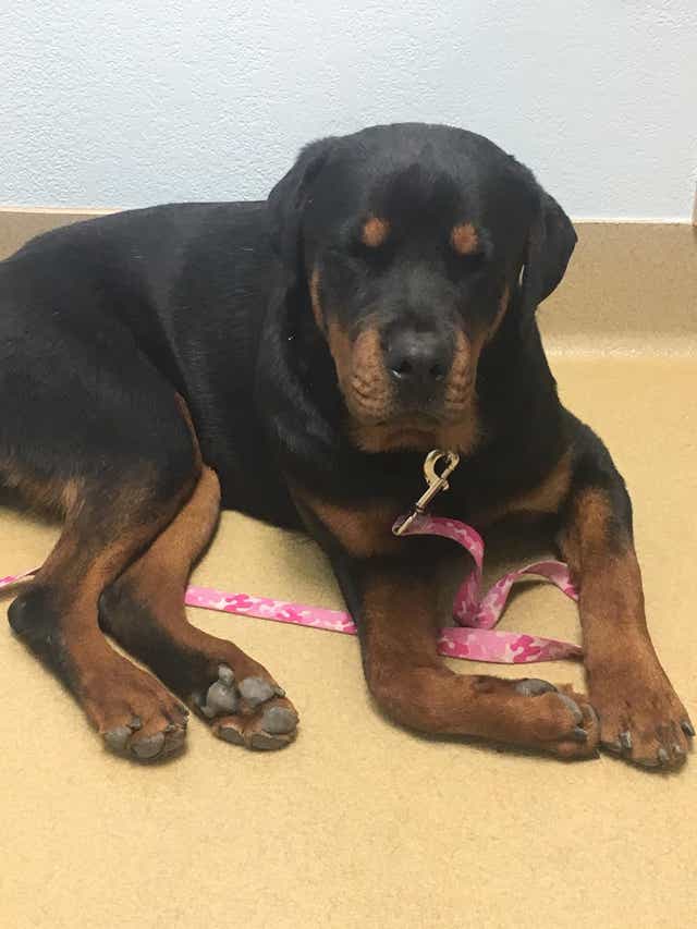 skinny Rottweiler