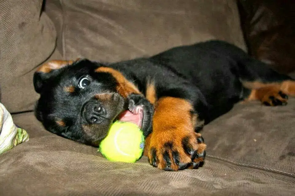 Rottweiler