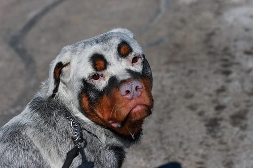 albino Rottie