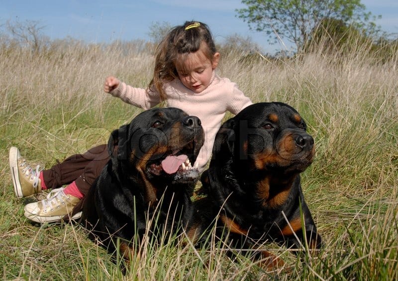 - Rottweiler Life